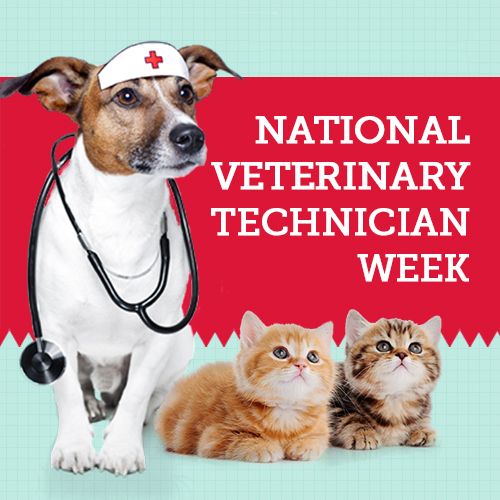 National Veterinary Technician Week Companions Animal Hospital