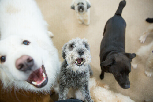 Home Dental Care - Companions Animal Hospital